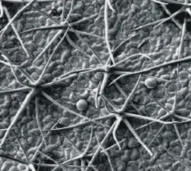 Esta é uma imagem de microscopia eletrônica de varredura (MEV) que revela em grande detalhe a superfície de uma folha de plan