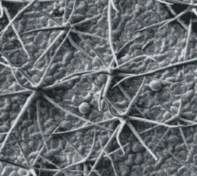 Tricomas: A Defesa Microscópica das Plantas na Lavoura Esta é uma imagem de microscopia eletrônica de varredura (MEV) que revela em grande detalhe a superfície de uma folha de plan