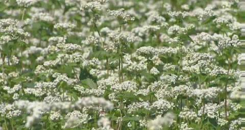 campo denso de trigo sarraceno, também conhecido como trigo mourisco, em plena floração. A cena é preenchid