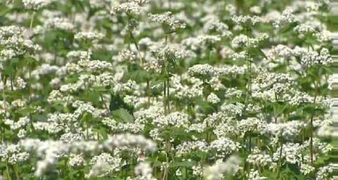 campo denso de trigo sarraceno, também conhecido como trigo mourisco, em plena floração. A cena é preenchid