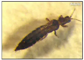 uma fotografia macro de um inseto adulto, identificado como um tripes. O espécime é de cor escura, predominant