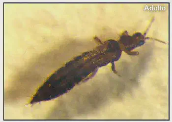 Tripes Adulto: Como Identificar esta Praga na Lavoura uma fotografia macro de um inseto adulto, identificado como um tripes. O espécime é de cor escura, predominant