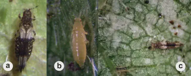 Tripes: Como Identificar a Praga e Seus Danos na Lavoura fotografias em close-up ilustrando a praga tripes e seus danos na lavoura