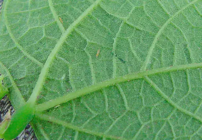 Tripes na Lavoura: Como Identificar e Controlar esta Praga Esta é uma imagem macrofotográfica que exibe a superfície de uma folha de planta verde, com suas nervuras e textura finamente