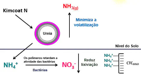 Ureia Revestida: Como Reduzir Perdas de Nitrogênio infográfico técnico que ilustra o mecanismo de ação do fertilizante de liberação controlada Kimcoat N, uma tecn