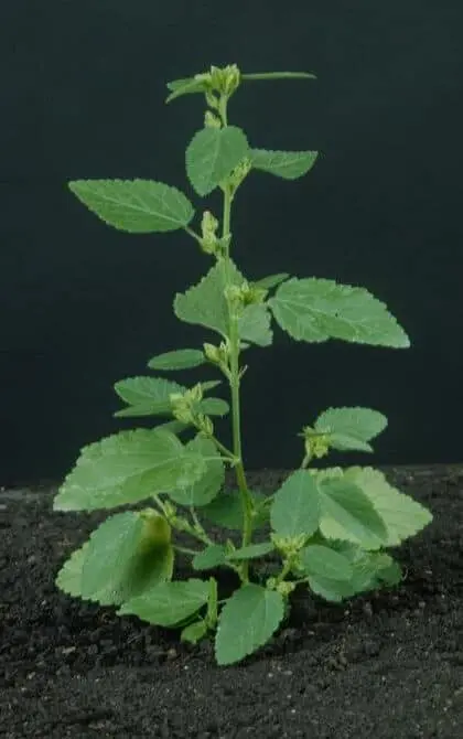 uma planta jovem de urtiga-mansa (provavelmente do gênero Acalypha), uma conhecida planta daninha, crescendo e