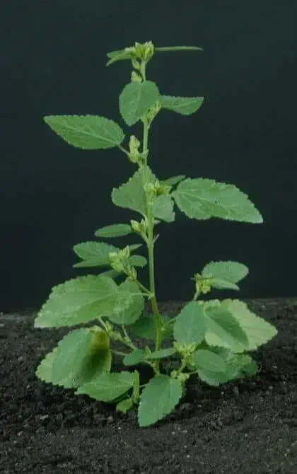 uma planta jovem de urtiga-mansa (provavelmente do gênero Acalypha), uma conhecida planta daninha, crescendo e