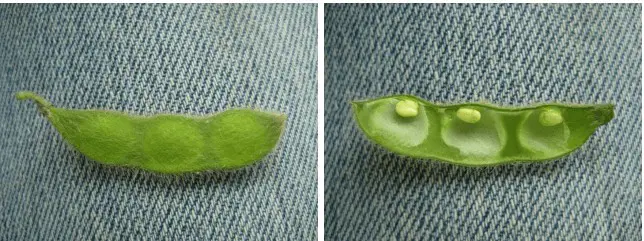 composição de duas fotografias lado a lado, exibindo uma vagem de soja em close-up sobre um fundo de tecido je