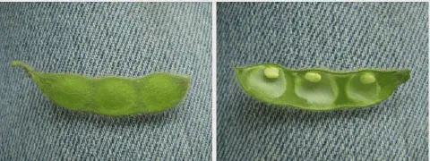 composição de duas fotografias lado a lado, exibindo uma vagem de soja em close-up sobre um fundo de tecido je