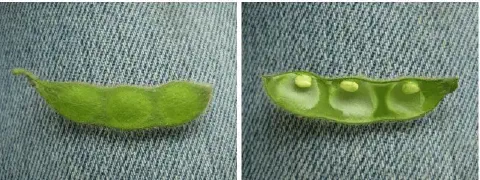 composição de duas fotografias lado a lado, exibindo uma vagem de soja em close-up sobre um fundo de tecido je