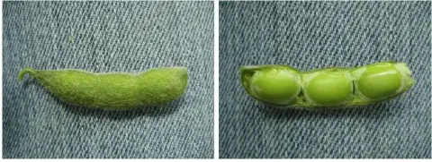 composição de duas fotografias lado a lado, exibindo uma vagem de soja em diferentes estados sobre um fundo de