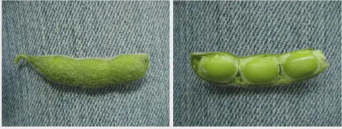 composição de duas fotografias lado a lado, exibindo uma vagem de soja em diferentes estados sobre um fundo de