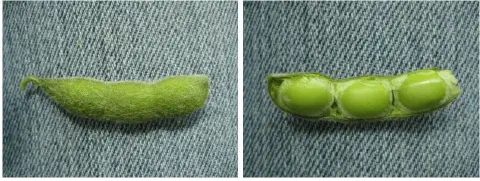 díptico que exibe uma vagem de soja em duas etapas sobre um fundo de tecido jeans azul. À esquerda, a vagem est