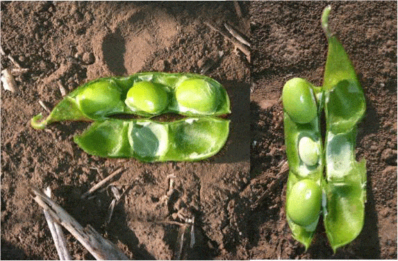 close-up de duas vagens de soja abertas, revelando os grãos em pleno desenvolvimento. Posicionadas sobre um