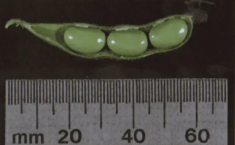 close-up detalhado de uma vagem de soja aberta, revelando três grãos verdes, saudáveis e bem formados em se