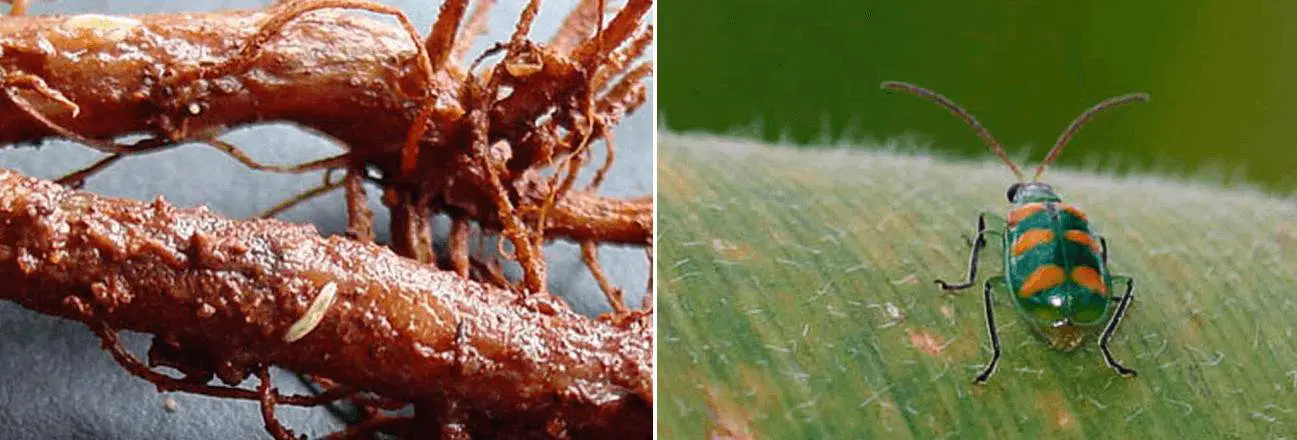 composição de duas fotografias que ilustram diferentes estágios de vida e os danos causados pela praga conheci