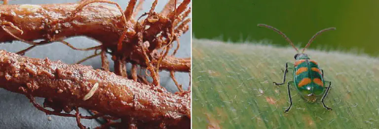 Vaquinha e Larva-alfinete: Identifique e Controle a Praga composição de duas fotografias que ilustram diferentes estágios de vida e os danos causados pela praga conheci