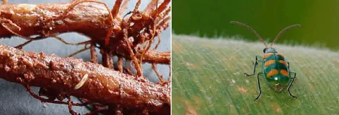 composição de duas fotografias que ilustram diferentes estágios de vida e os danos causados pela praga conheci