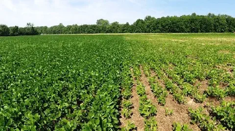 uma ampla lavoura, provavelmente de soja, sob um céu azul com poucas nuvens. O campo está nitidamente dividido