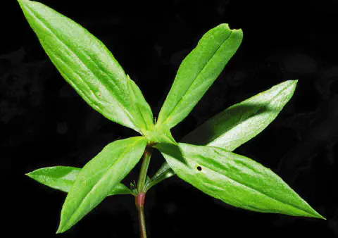 close-up detalhado da planta daninha conhecida popularmente como vassourinha-de-botão (*Borreria latifolia*
