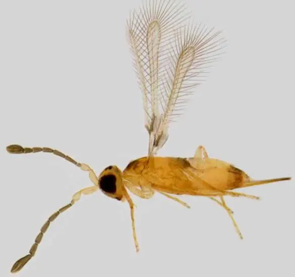 Vespa Parasitóide: Aliada no Controle Biológico de Pragas uma fotografia macro de uma vespa parasitóide, um inseto minúsculo de grande importância para a agricultura. O