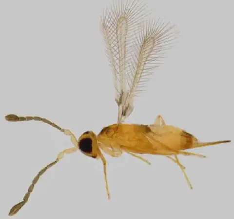 uma fotografia macro de uma vespa parasitóide, um inseto minúsculo de grande importância para a agricultura. O