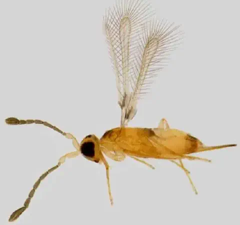 uma fotografia macro de uma vespa parasitóide, um inseto minúsculo de grande importância para a agricultura. O