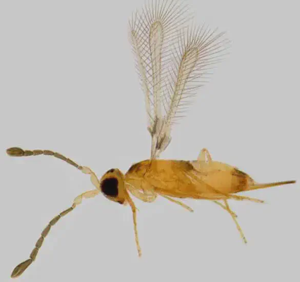 Vespa Parasitóide: Aliada no Controle Biológico de Pragas uma fotografia macro de uma vespa parasitóide, um inseto minúsculo de grande importância para a agricultura. O