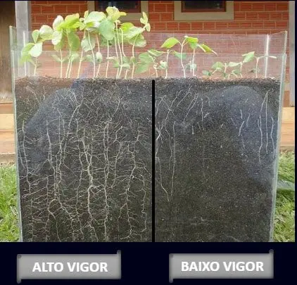 uma comparação visual direta do desenvolvimento de plântulas, possivelmente de soja, em um recipiente transpar