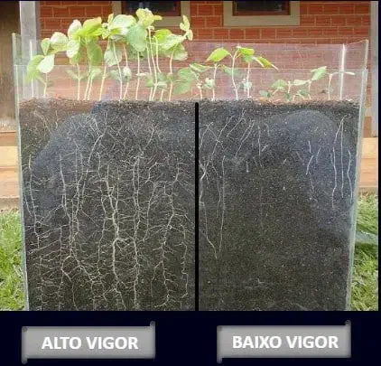 uma comparação visual direta do desenvolvimento de plântulas, possivelmente de soja, em um recipiente transpar