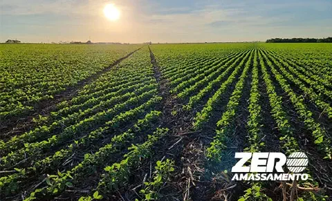 vasta lavoura, provavelmente de soja, em um estágio inicial de desenvolvimento, com as plantas verdes e