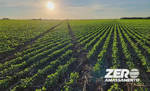 vasta lavoura, provavelmente de soja, em um estágio inicial de desenvolvimento, com as plantas verdes e