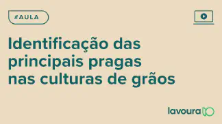 Miniatura do artigo: Módulo 3 - Aula 2: Identificação Visual e Níveis de Controle das Principais Pragas em Grãos