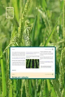 Produção Eficiente de Arroz