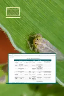 Controle da cigarrinha-do-milho