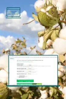 Cálculo da produtividade de algodão