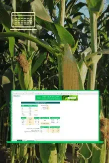 Planejamento da Safra de Milho