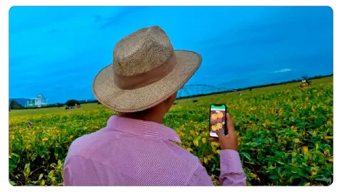 App móvel do Aegro sendo usado no campo pelo produtor.