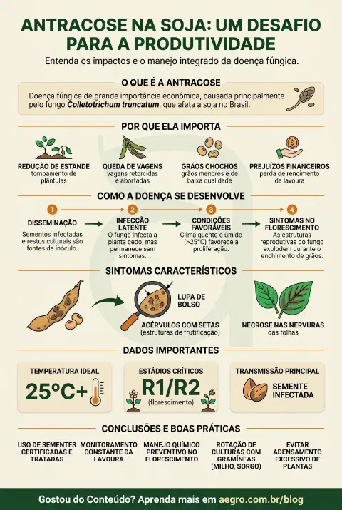 Infográfico educativo sobre Antracnose Na Soja