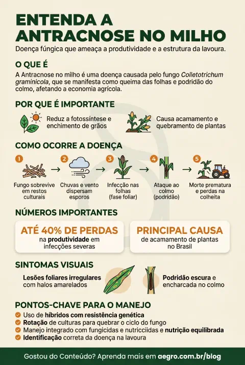Infográfico educativo sobre Antracnose No Milho