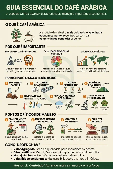 Infográfico educativo sobre Café Arábica