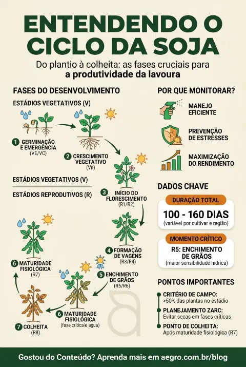Infográfico educativo sobre Ciclo Da Soja