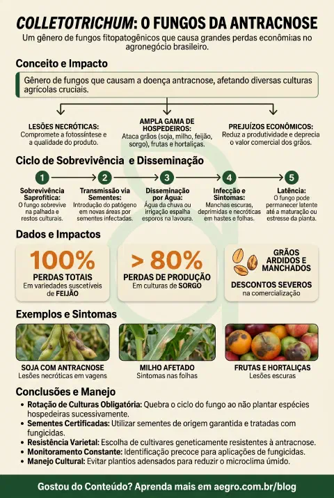 Infográfico educativo sobre Colletotrichum