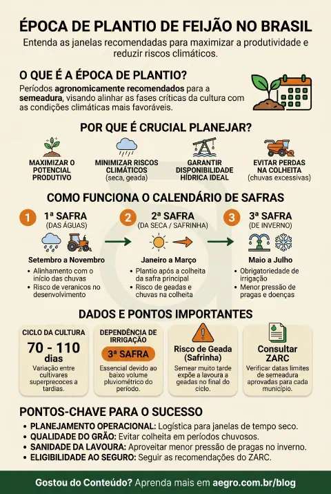 Infográfico educativo sobre Época De Plantio De Feijão