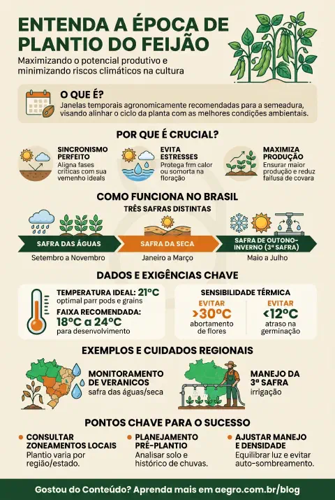 Infográfico educativo sobre Epoca De Plantio Do Feijao