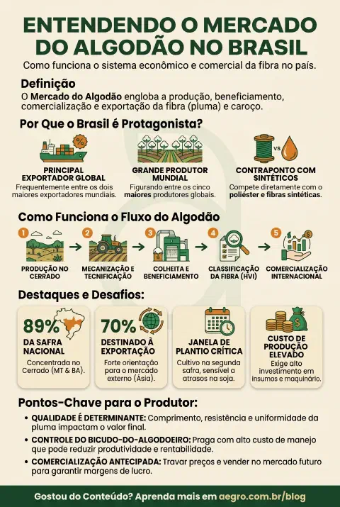 Infográfico educativo sobre Mercado Do Algodão