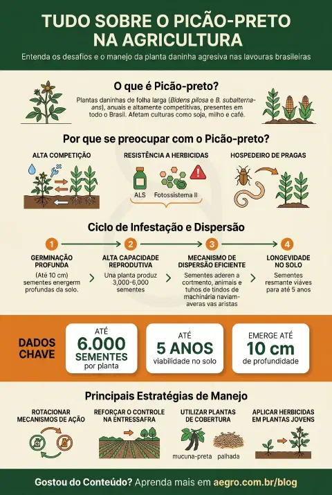 Infográfico educativo sobre Picão Preto