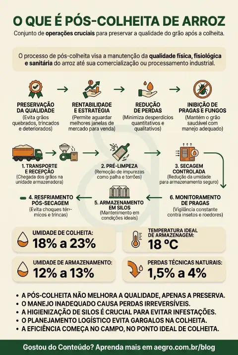 Infográfico educativo sobre Pós Colheita De Arroz