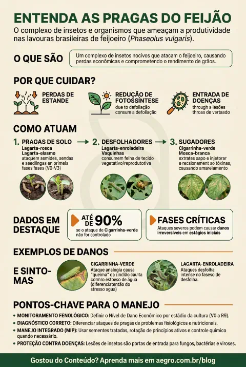 Infográfico educativo sobre Pragas Do Feijão