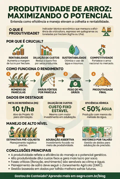 Infográfico educativo sobre Produtividade De Arroz